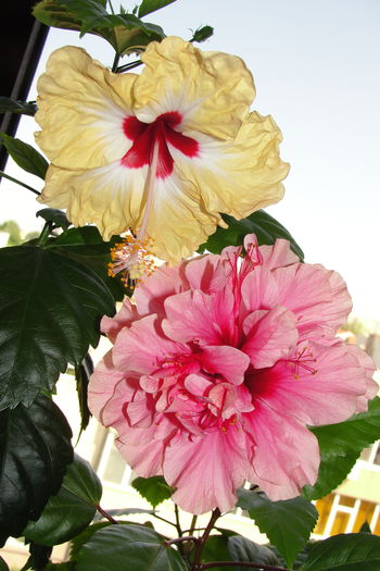 Sylvia Goodman si Asia - A0-Hibiscus 2015-2