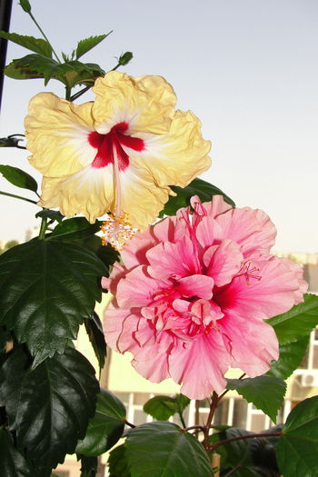  - A0-Hibiscus 2015-2
