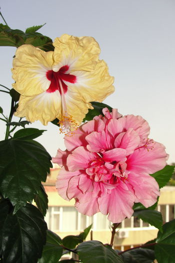  - A0-Hibiscus 2015-2