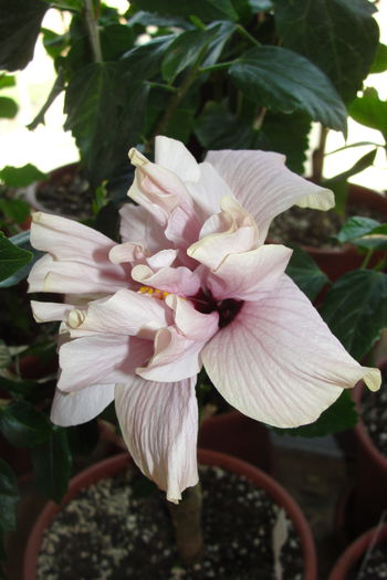Myran Loy - A0-Hibiscus 2015-2