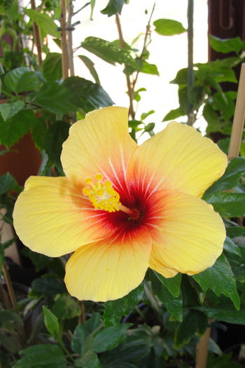  - A0-Hibiscus 2015-2