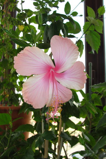  - A0-Hibiscus 2015-2