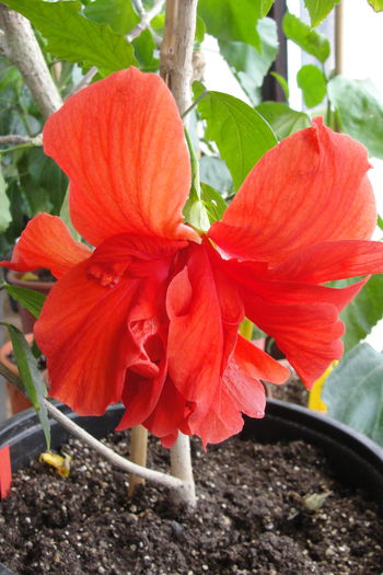 Somon dublu - A0-Hibiscus 2015-2