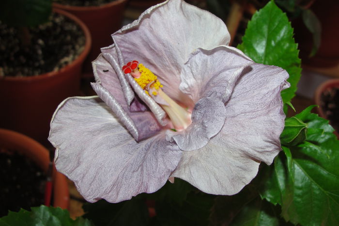 Blue Bayou - A0-Hibiscus 2015-2