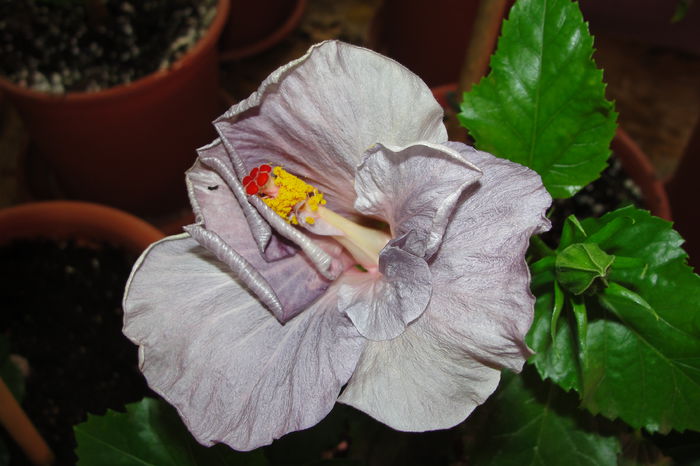  - A0-Hibiscus 2015-2