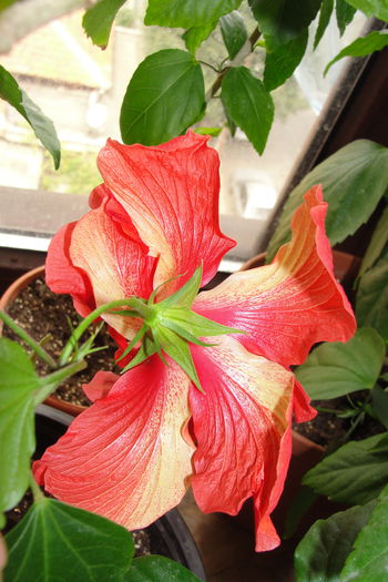  - A0-Hibiscus 2015-2