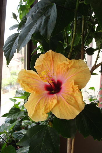  - A0-Hibiscus 2015-2