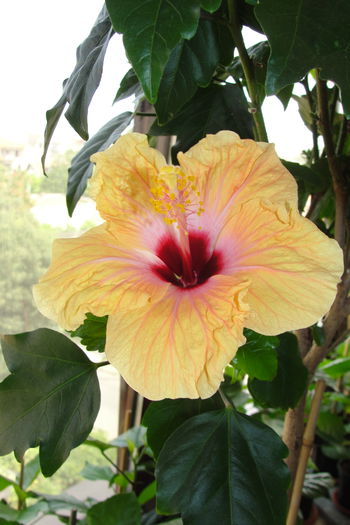  - A0-Hibiscus 2015-2