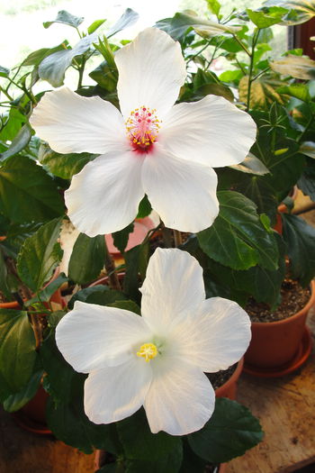 Arnottianus si Truly Fair - A0-Hibiscus 2015-2
