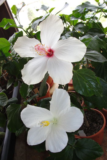  - A0-Hibiscus 2015-2