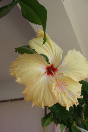  - A0-Hibiscus 2015-2
