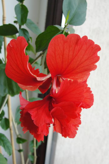  - A0-Hibiscus 2015-2