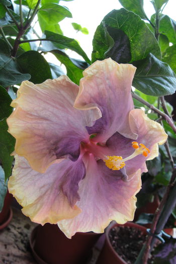 Black Metal - A0-Hibiscus 2015-2
