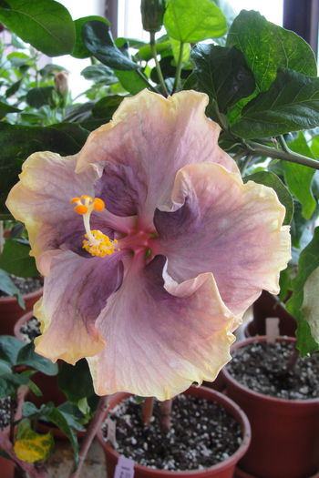  - A0-Hibiscus 2015-2