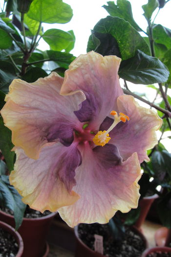  - A0-Hibiscus 2015-2