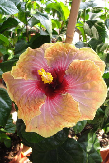 Jolanda Gommer - A0-Hibiscus 2015-2