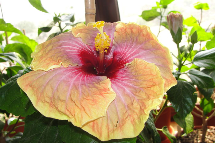  - A0-Hibiscus 2015-2