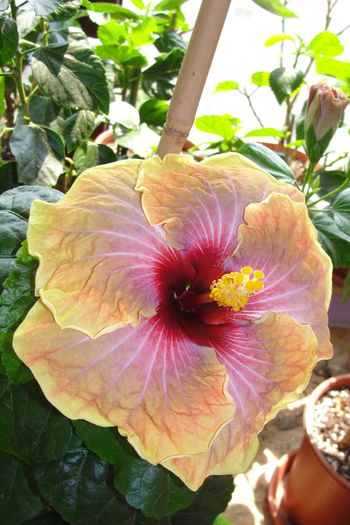  - A0-Hibiscus 2015-2