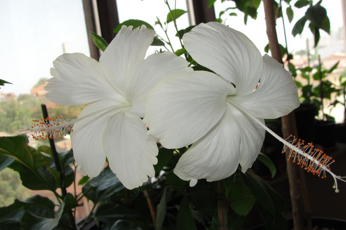  - A0-Hibiscus 2015-2
