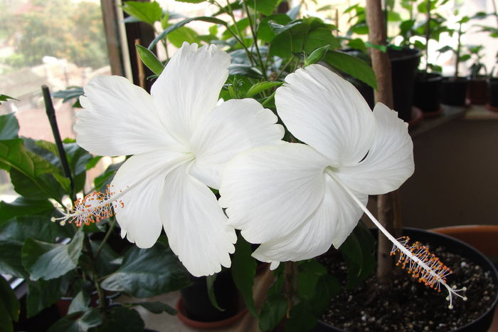 - A0-Hibiscus 2015-2