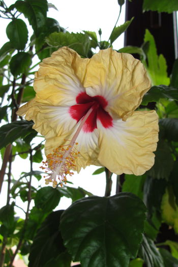  - A0-Hibiscus 2015-2
