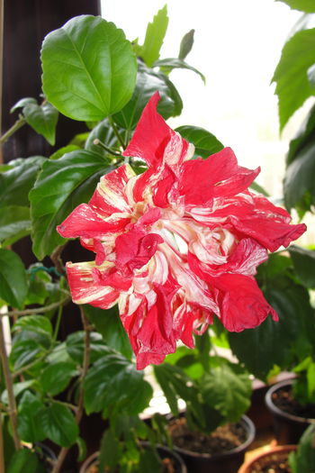  - A0-Hibiscus 2015-2