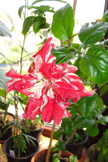  - A0-Hibiscus 2015-2