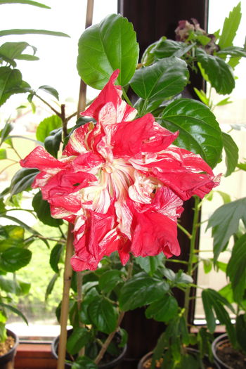  - A0-Hibiscus 2015-2