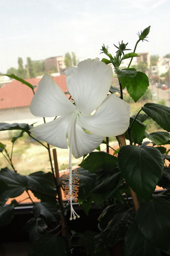  - A0-Hibiscus 2015-2