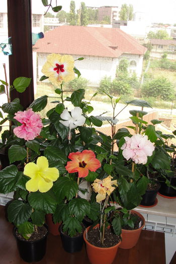  - A0-Hibiscus 2015-2
