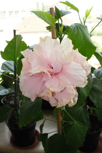  - A0-Hibiscus 2015-2