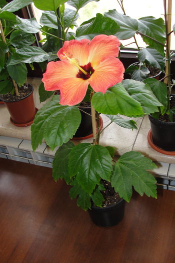  - A0-Hibiscus 2015-2