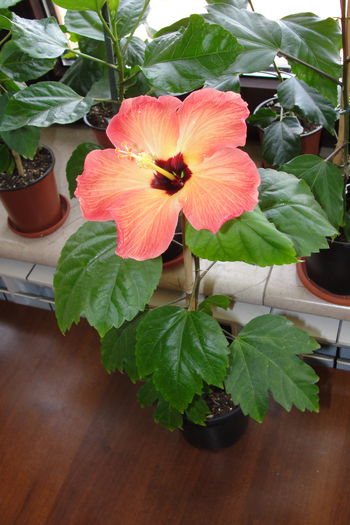  - A0-Hibiscus 2015-2