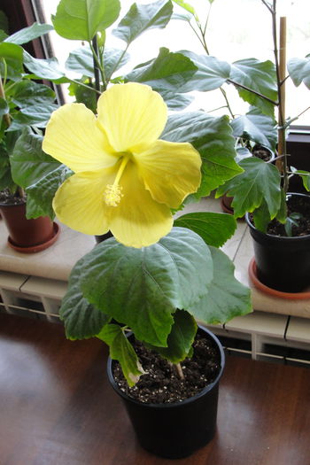 Senegal - A0-Hibiscus 2015-2