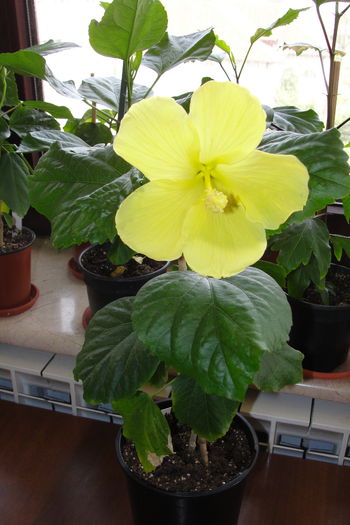  - A0-Hibiscus 2015-2