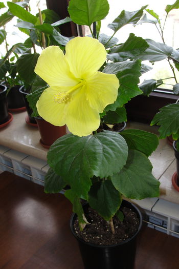  - A0-Hibiscus 2015-2
