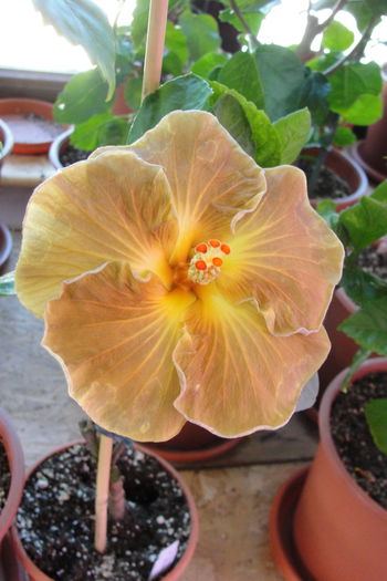 Black Jack - A0-Hibiscus 2015-2