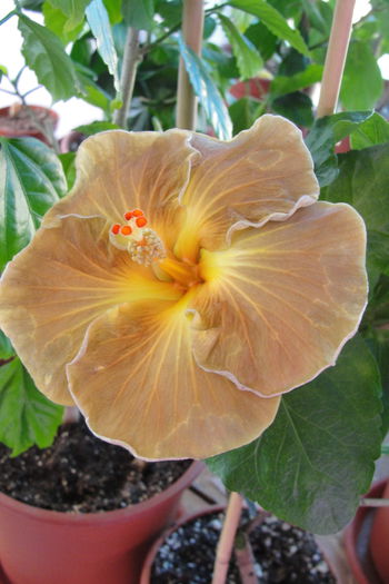  - A0-Hibiscus 2015-2