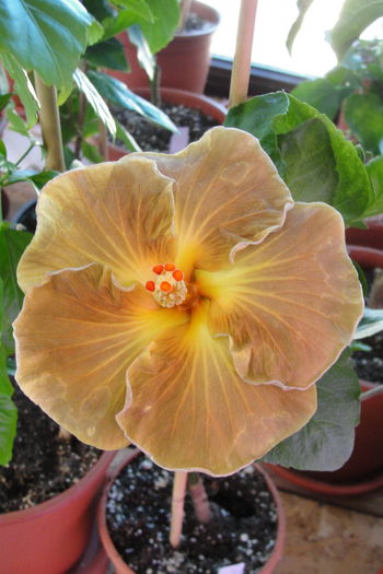  - A0-Hibiscus 2015-2