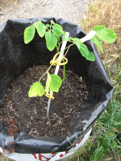 Moringa oleifera Planta Miraculoasa