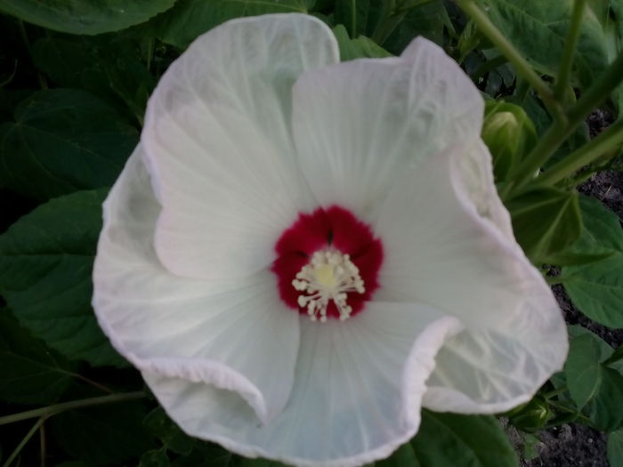 IMG_20150807_071542 - 2015 Flori in  gradina