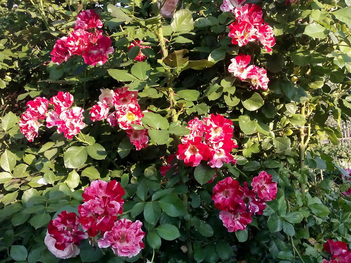 IMG_20150807_072853 - 2015 Trandafiri I