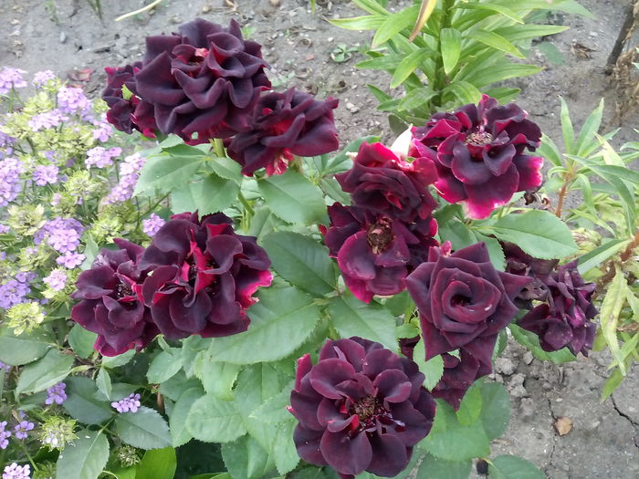 IMG_20150807_072928 - 2015 Trandafiri I