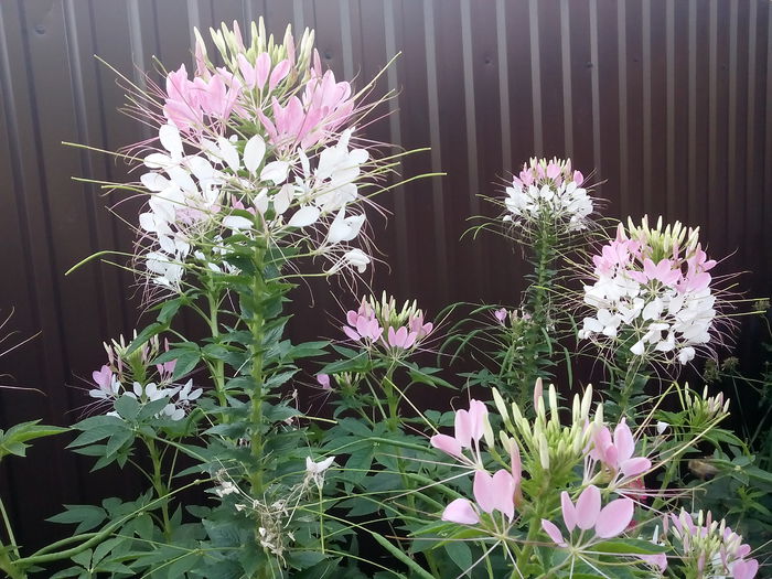 IMG_20150807_073018 - 2015 Flori in  gradina