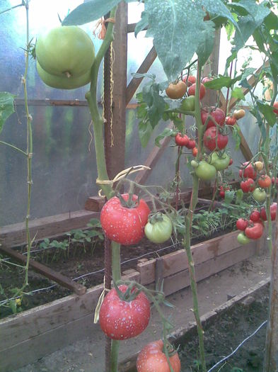 Imag001 - Tomate din solar