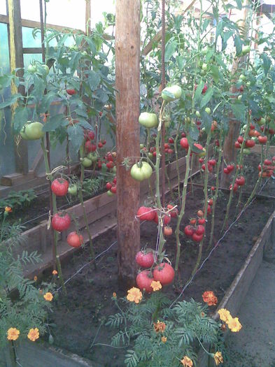 Imag002 - Tomate din solar