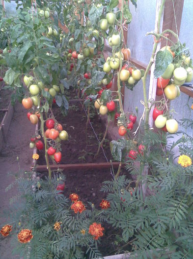Imag003 - Tomate din solar