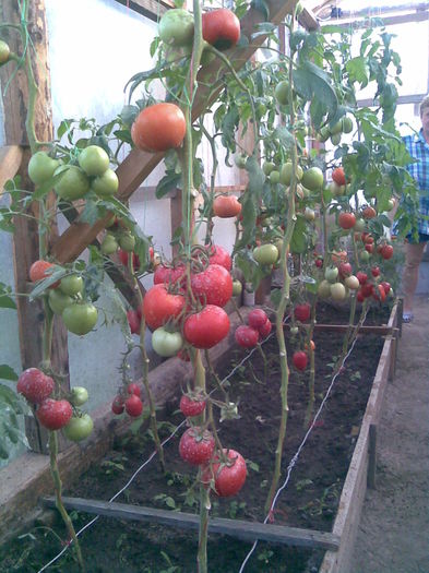 Imag005 - Tomate din solar