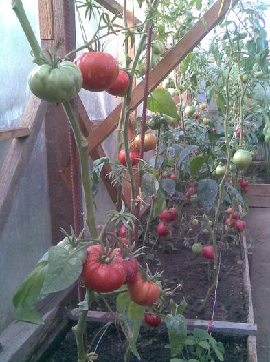 Imag007 - Tomate din solar