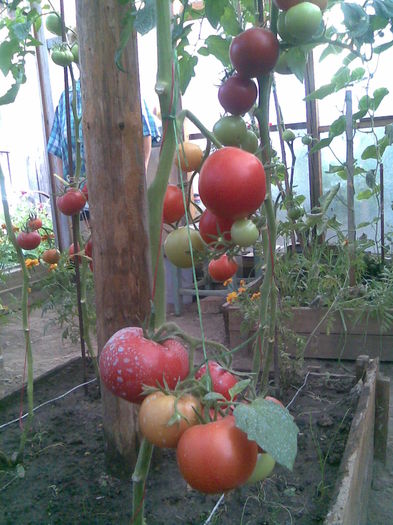 Imag008 - Tomate din solar